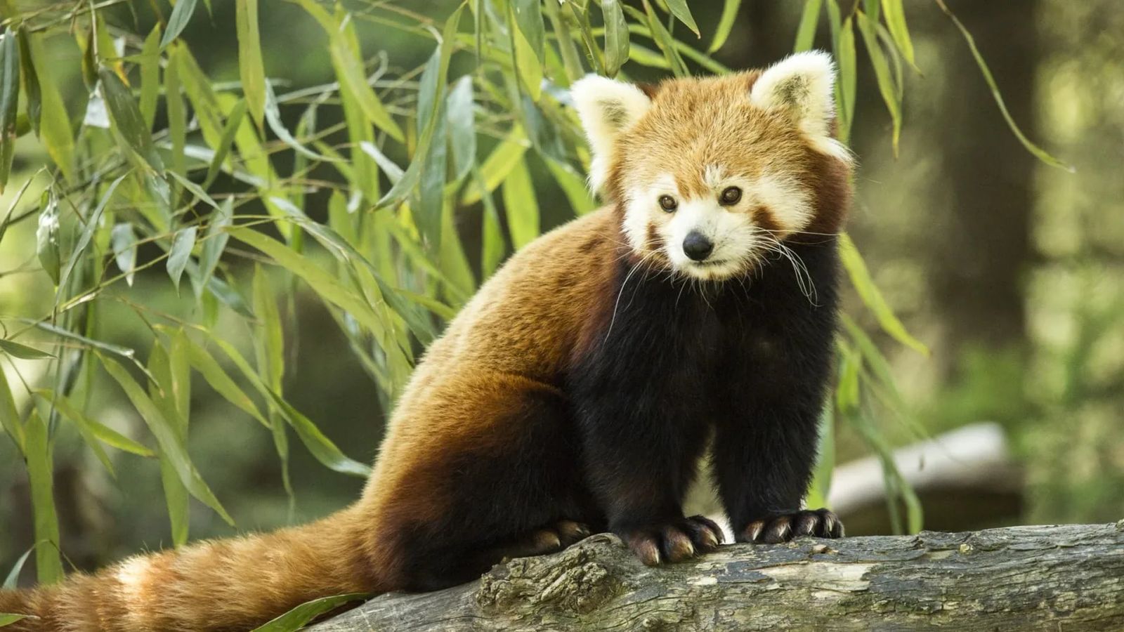 A red panda perched on a mossy log among bamboo foliage — production still from OTO Animals